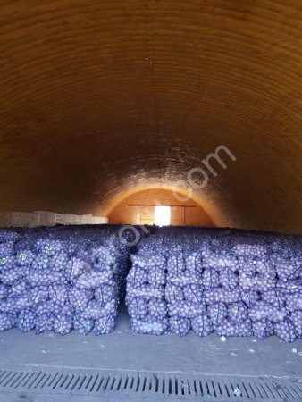 ЛУК (БЕЛЛО БЛАНКО)