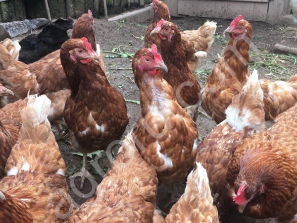 Куры несушки