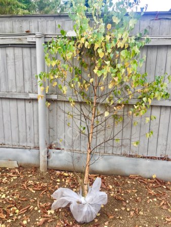 Саженцы сосна, ель, береза