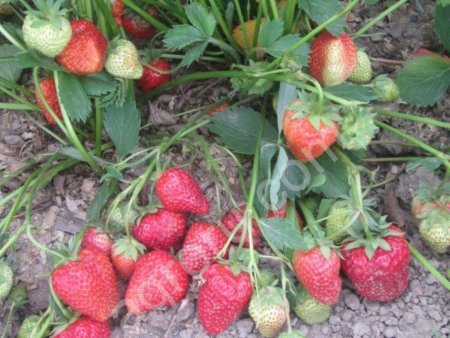 Рассада клубники Мармелада, Елизавета-2, Альба