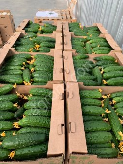 Огурцы оптом