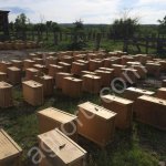 Пчелопакеты Карпатка Карника