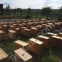 Пчелопакеты Карпатка Карника