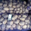 Картофель Гала 5+