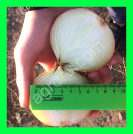 Лук репчатый оптом от кфх - 2018 год