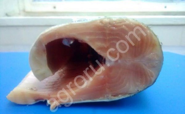 рыбу морскую, речную