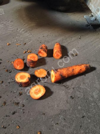 Морковь Селивано.