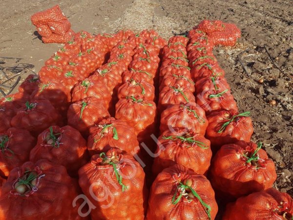 лук репчатый оптом от производителя