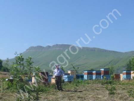 мед горный целебный