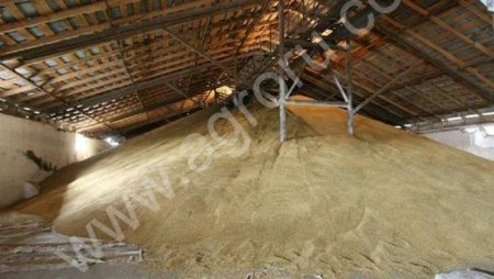 ячмень фуражный