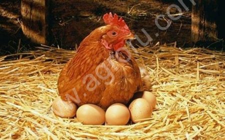 куры несушки красные уже несутся