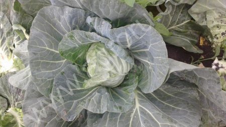 Капуста белокочанная.