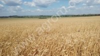 Пшеница яровая