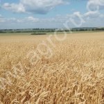 Пшеница яровая