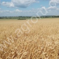 Пшеница яровая