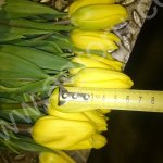 Тюльпаны оптом от производителя ЭКСТРА класс.