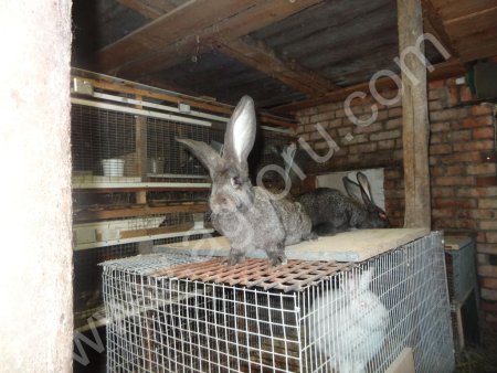 Кролики крупных мясных пород
