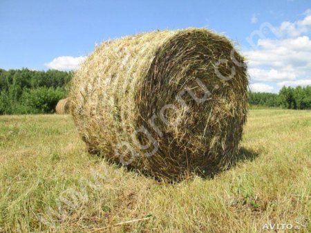 сено житняу