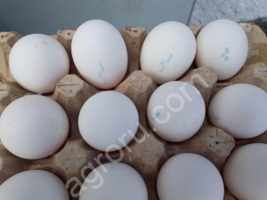 Яйцо куриное первой категории C1