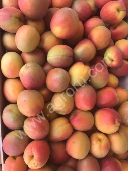 Абрикосы оптом урожай 2017