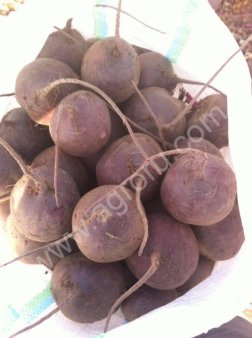 свекла столовая сорт пабло