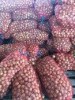Лук оптом от производителя