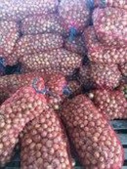 Лук оптом от производителя