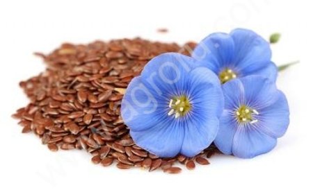 Семена льна масличного РС 1