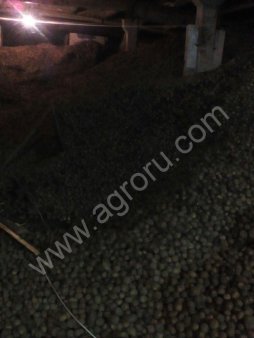 картофель гала 3+ оптом