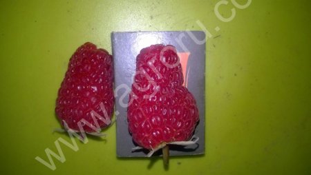 саженцы крупноплодной ремонтантной малины