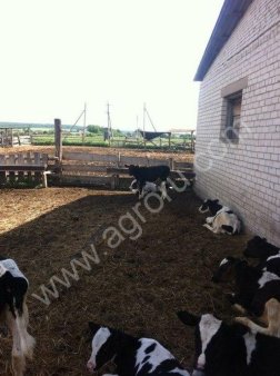 бычки фермерские