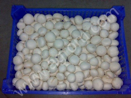 Свежие шампиньоны