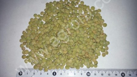 Чечевица зеленая