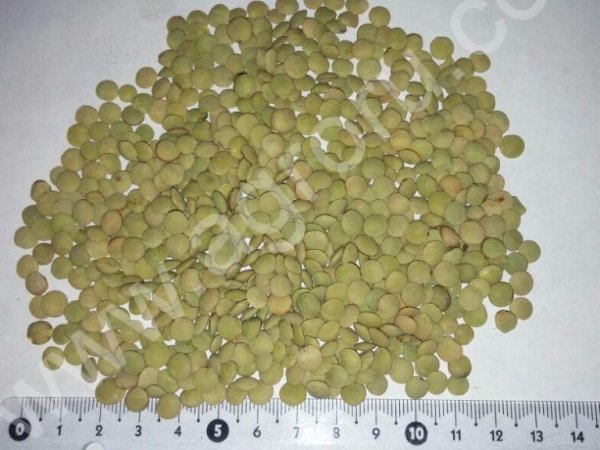 Чечевица зеленая