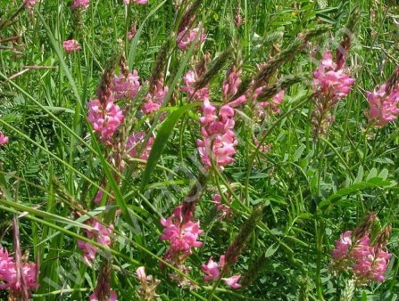 семена Эспарцета