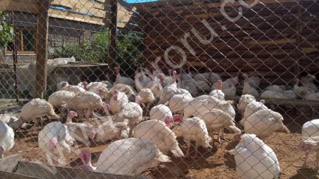 Мясо домашней птицы