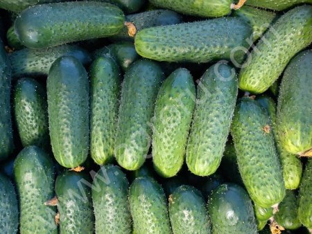 Огурцы оптом напрямую с теплицы