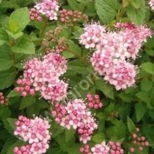Лиственные деревья и кустарники