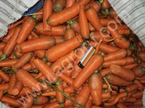 Морковь урожая 2015г крупная мытая 2 сорт