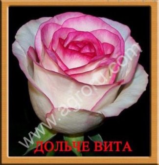 Саженцы роз оптом