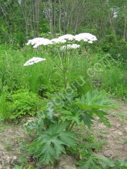 Семена дудника