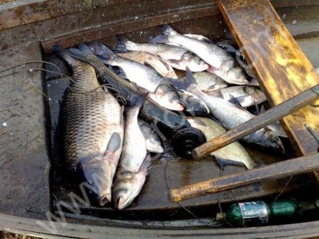 Рыба. Толстолобик, карп, лещ, щука. Оптом и в розницу