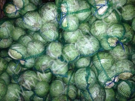 капуста белокочанная