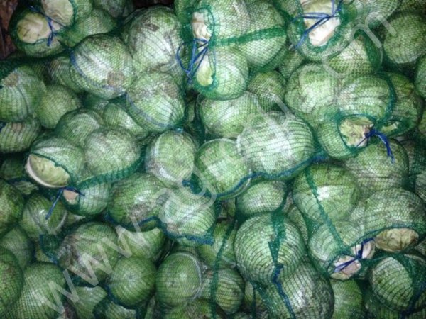 капуста белокочанная