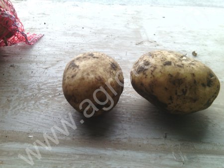 КАРТОФЕЛЬ, СВЕКЛА, ЛУК ОПТОМ