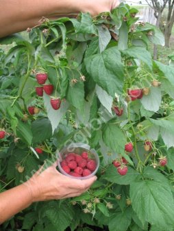 саженцы ремонтантной малины Полана