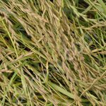 Райграс однолетний РАПИД; многолетний ДУЭТ. Семена Злак Травосмесь Кормовые травы