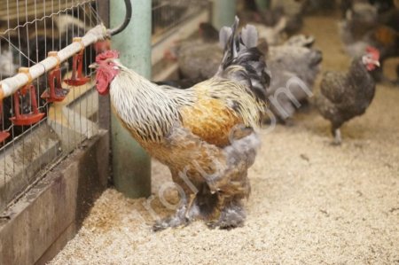 Яйцо куриное инкубационное