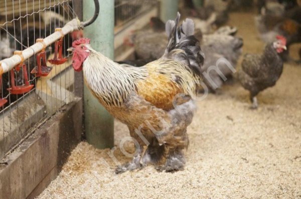 Яйцо куриное инкубационное