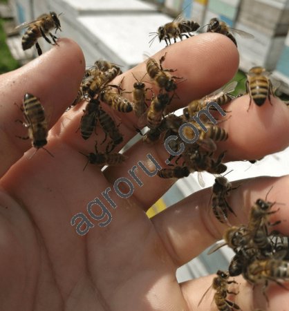 Натуральный мёд